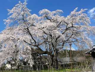 春の風物詩