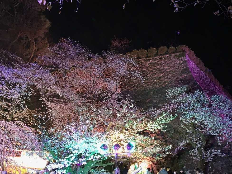 夜桜