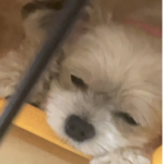日々の癒し