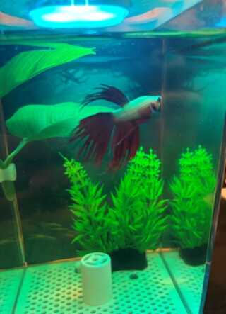 アクアリウム！