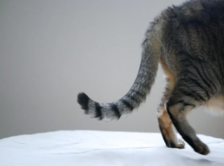 猫の気持ちは“しっぽ”に出る？しっぽの動きで分かる感情サイン